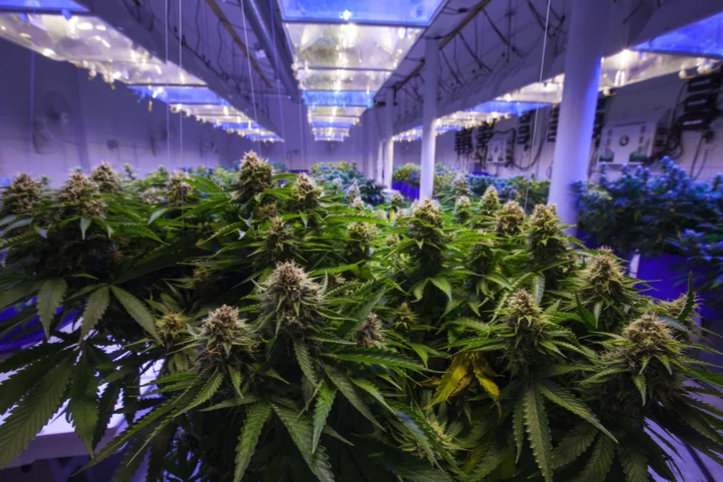 The ‘Secret’ Ingredient Set to Send Marijuana Stocks Soaring