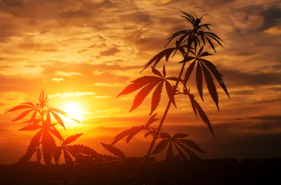 4 CBD Stocks to Buy for Mainstream Marijuana Profits